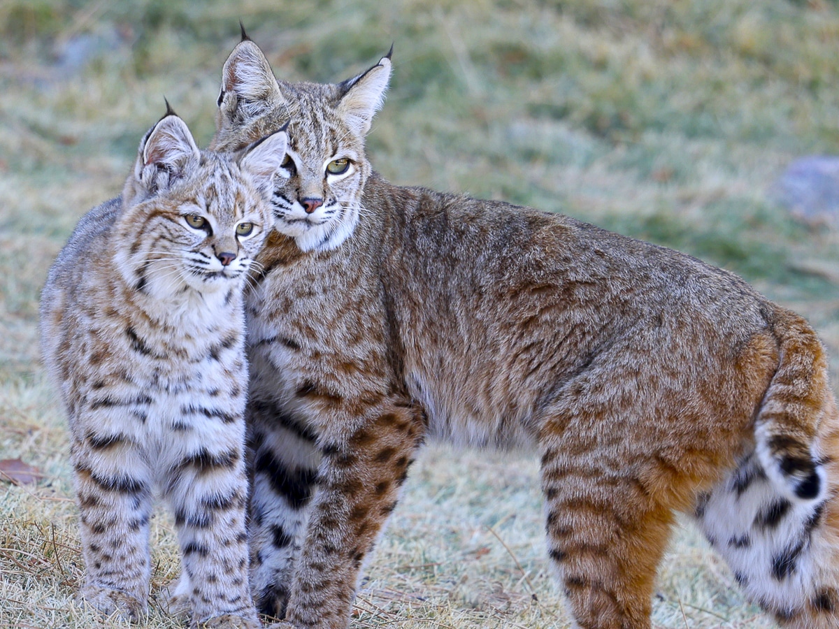 2022 Seasons of Our Mountains Calendar Finalist - Bobcat and Kitten on Christmas Day