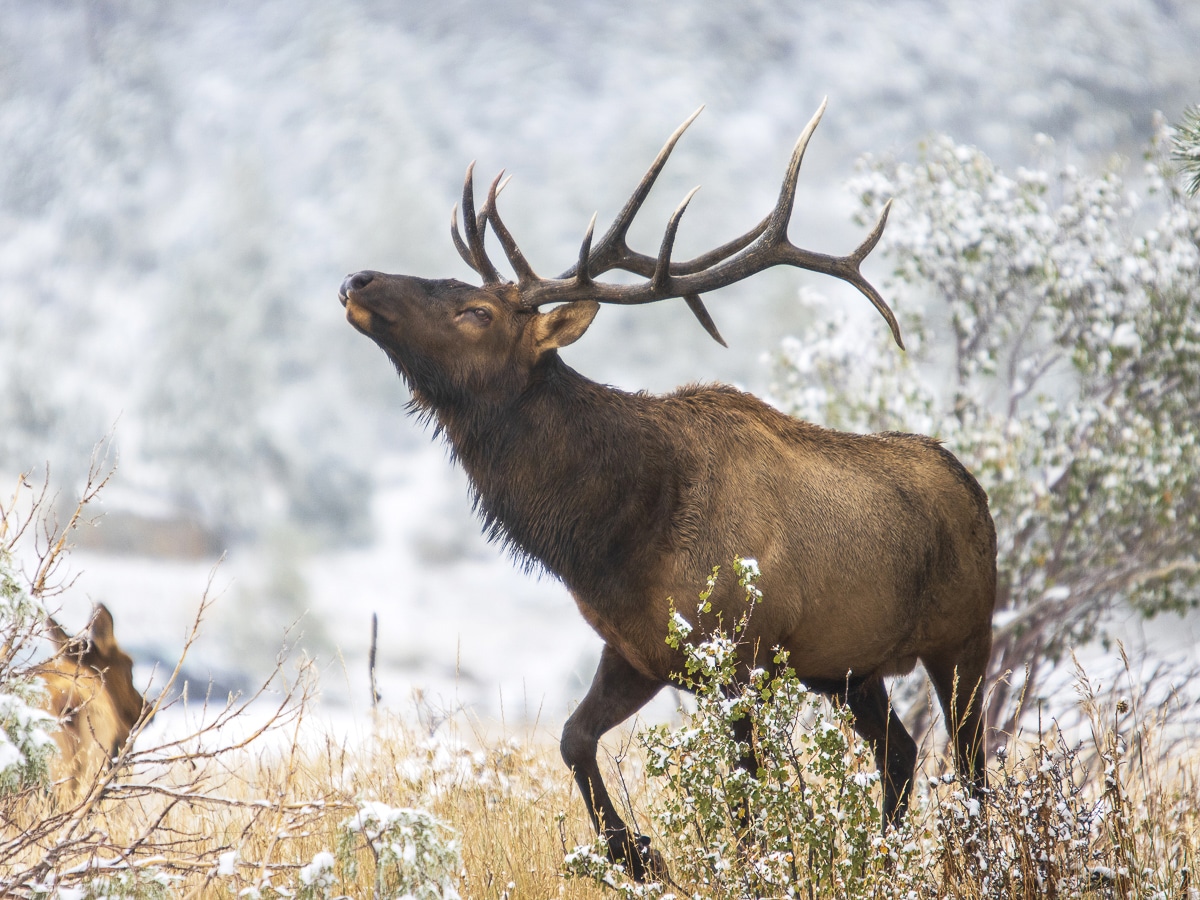2022 Seasons of Our Mountains Calendar Finalist - Bugling Elk Floyd Hill